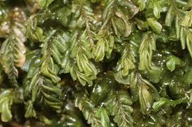 Attēlu rezultāti vaicājumam “Plagiochila porelloides”