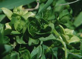 Attēlu rezultāti vaicājumam “Stellaria pallida”