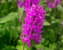 Attēlu rezultāti vaicājumam “Stachys officinalis flower”
