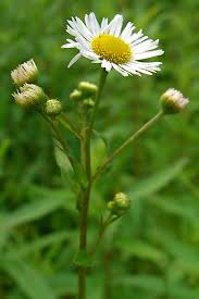 Attēlu rezultāti vaicājumam “Erigeron annuus”