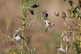 Attēlu rezultāti vaicājumam “Carduelis carduelis adult”