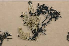 Attēlu rezultāti vaicājumam “Furcellaria lumbricalis”