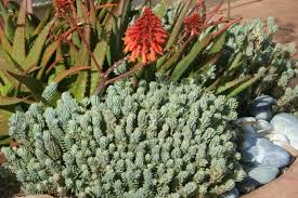 Attēlu rezultāti vaicājumam “Sedum rupestre”