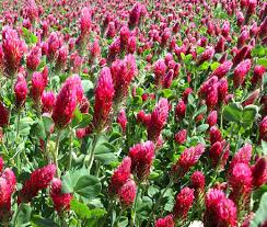 Image result for Trifolium incarnatum