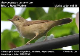 Attēlu rezultāti vaicājumam “Acrocephalus dumetorum”