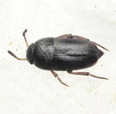 Attēlu rezultāti vaicājumam “Leiodidae”