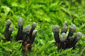 Attēlu rezultāti vaicājumam “Holwaya mucida”