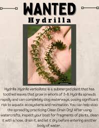 Attēlu rezultāti vaicājumam “Hydrilla verticillata”