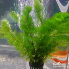 「金魚藻」的圖片搜尋結果