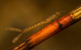 Attēlu rezultāti vaicājumam “Coenagrion hastulatum”