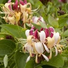 Attēlu rezultāti vaicājumam “Lonicera xylosteum flower”