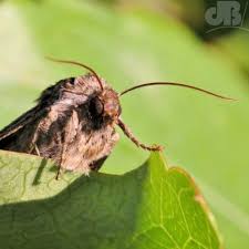 Attēlu rezultāti vaicājumam “Tholera decimalis male”