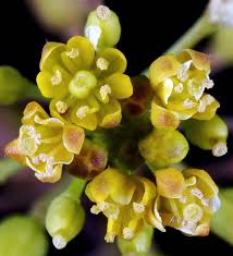 Attēlu rezultāti vaicājumam “Rorippa palustris leaf”