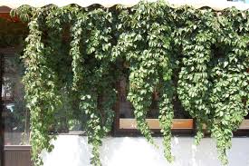 Attēlu rezultāti vaicājumam “Parthenocissus quinquefolia”