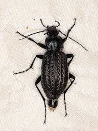 Attēlu rezultāti vaicājumam “Carabus granulatus”