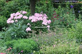 Image result for Phlox paniculata `Bright Eyes`