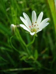 Attēlu rezultāti vaicājumam “Stellaria palustris leaf”