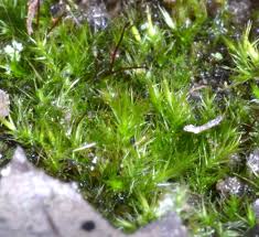 Attēlu rezultāti vaicājumam “Rhynchostegiella tenella macro”