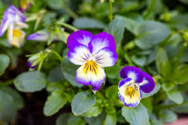 Attēlu rezultāti vaicājumam “Viola tricolor flower”