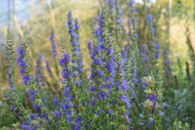 Image result for Ysop