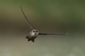 Image result for Chaetura pelagica