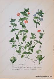 Image result for Anagallis arvensis