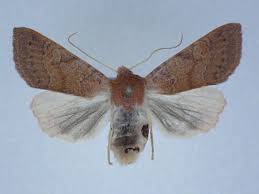 Attēlu rezultāti vaicājumam “Agrochola helvola imago”