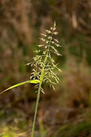 Attēlu rezultāti vaicājumam “Agrostis capillaris”