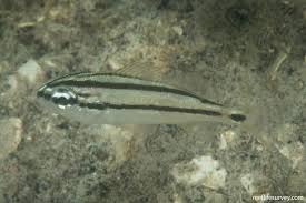 Image result for Haemulon flavolineatum