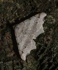 Attēlu rezultāti vaicājumam “Macaria alternata”