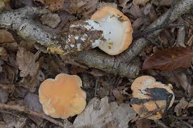 Attēlu rezultāti vaicājumam “Hydnum rufescens”