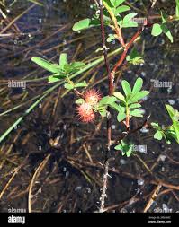 Attēlu rezultāti vaicājumam “Diplolepis bicolor”