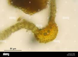 Attēlu rezultāti vaicājumam “Barbula convoluta”