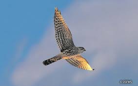 Image result for Falco columbarius