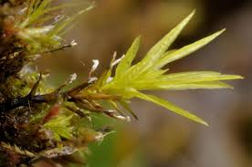 Attēlu rezultāti vaicājumam “Timmia megapolitana”