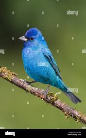 Image result for Passerina cyanea