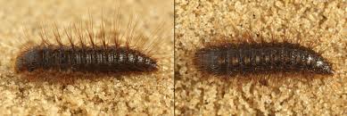 Attēlu rezultāti vaicājumam “Dermestes murinus”