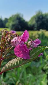Attēlu rezultāti vaicājumam “Impatiens glandulifera flower”