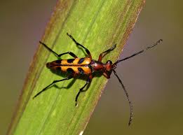 Attēlu rezultāti vaicājumam “Scardia boletella exuvia”