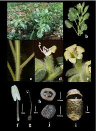 Attēlu rezultāti vaicājumam “Hyoscyamus niger fruit”