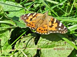 Attēlu rezultāti vaicājumam “Vanessa cardui upperside”
