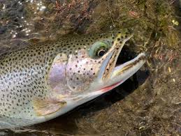 Image result for Oncorhynchus clarkii