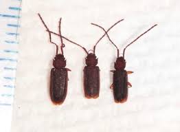 Attēlu rezultāti vaicājumam “Silvanidae”