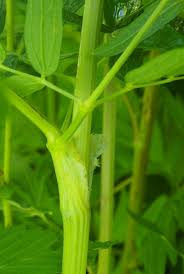Attēlu rezultāti vaicājumam “Thalictrum lucidum leaf”