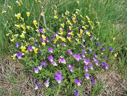 Attēlu rezultāti vaicājumam “Viola tricolor subsp. matutina”