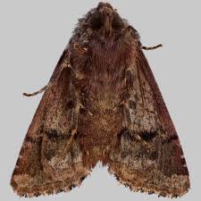 Attēlu rezultāti vaicājumam “Hadena rivularis”