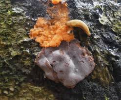 Attēlu rezultāti vaicājumam “Physarum rubiginosum plasmodium”