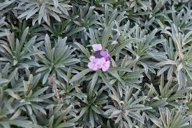 Attēlu rezultāti vaicājumam “Erysimum hieracifolium leaf”