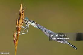 Attēlu rezultāti vaicājumam “Platycnemis pennipes male”