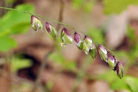 Attēlu rezultāti vaicājumam “Melica nutans flower”